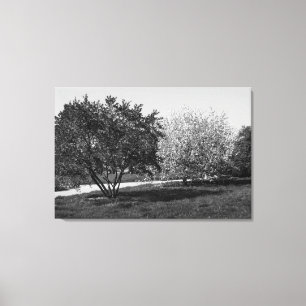 Beautiful Landscape and Trees Canvas Print