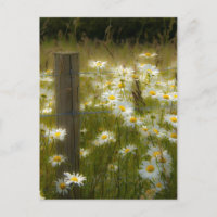 Beautiful Large Daisies Postcard