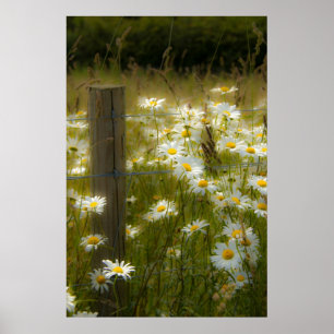 Beautiful Large Daisies Poster/Print Poster