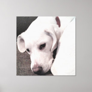 Beautiful Lazy White Dog Elegant Canvas Print