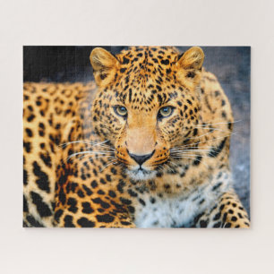 Beautiful Leopard Face, Jigsaw Puzzle