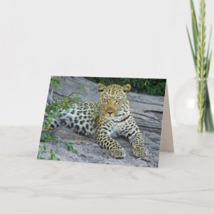 beautiful leopard greeting card