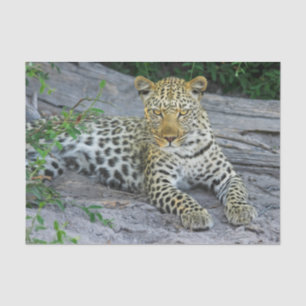 beautiful leopard tissue paper