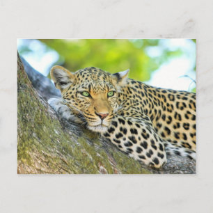 Beautiful leopard with green eyes postcard