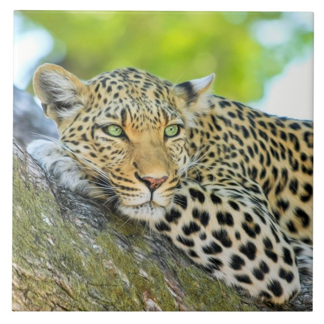 Beautiful leopard with green eyes tile (Front)