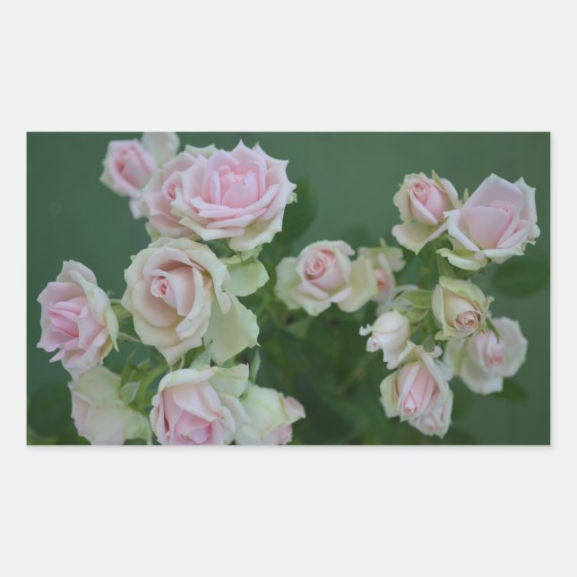 Beautiful light pink garden roses   sticker (Front)