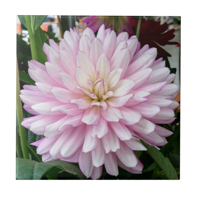 Beautiful Light Purple Dahlia Flower Tile (Front)