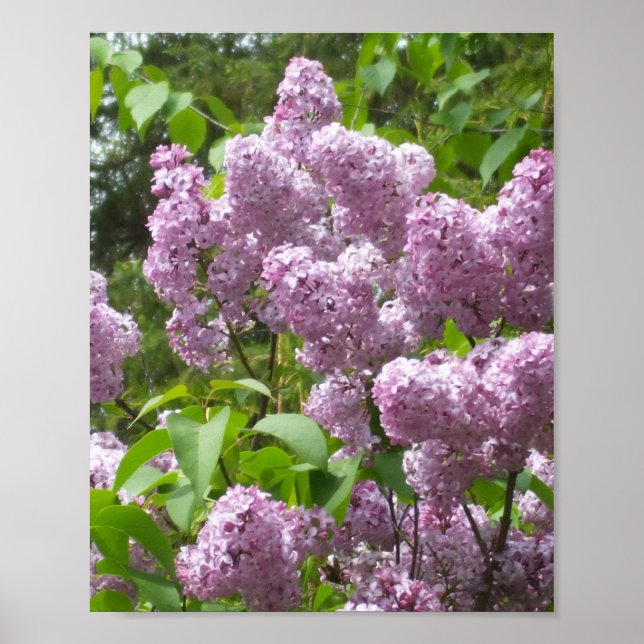 Beautiful Lilacs -Floral Photograph   Poster (Front)