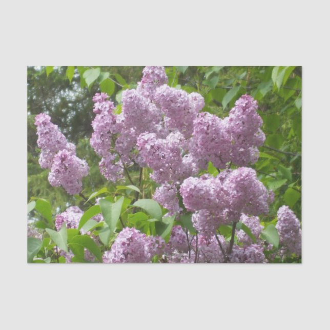 Beautiful Lilacs  Tissue Paper (Front)