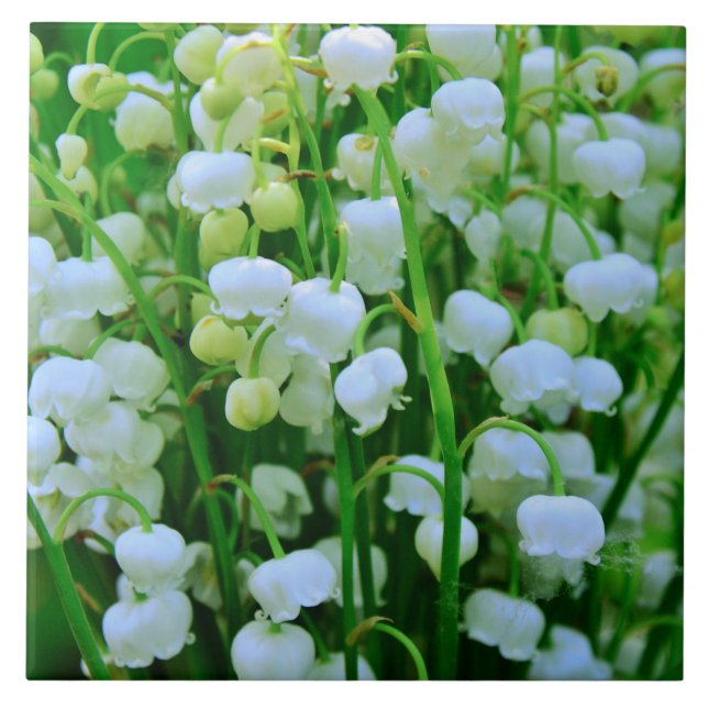 Beautiful Lily of the Valley Spring Flowers Tile (Front)