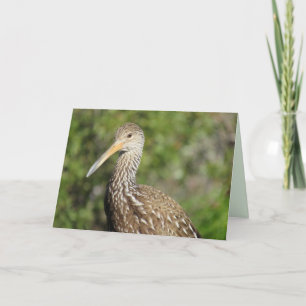Beautiful Limpkin Greeting Card