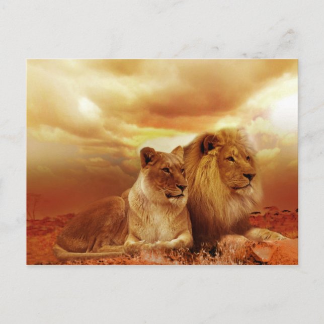 Beautiful Lion Couple Postcard (Front)