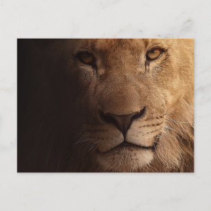 Beautiful lion foreground postcard