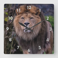 Beautiful Lion in the Wild