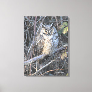 Beautiful Long-Eared Owl at Sunset Canvas Print