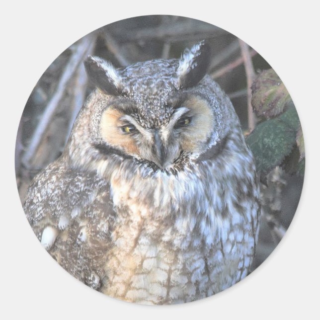 Beautiful Long-Eared Owl at Sunset Classic Round Sticker (Front)