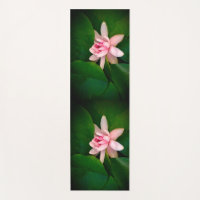 Beautiful Lotus Flower