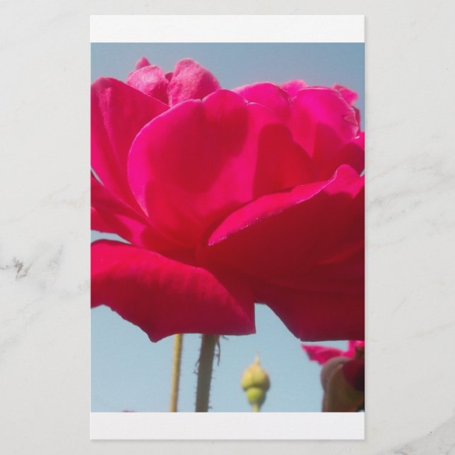 Beautiful Lovely Celestial Rose Red Against Blue  (Front)