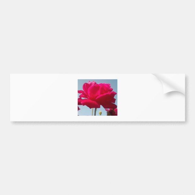 Beautiful Lovely Celestial Rose Red Against Blue  Bumper Sticker (Front)