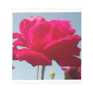 Beautiful Lovely Celestial Rose Red Against Blue  Notepad