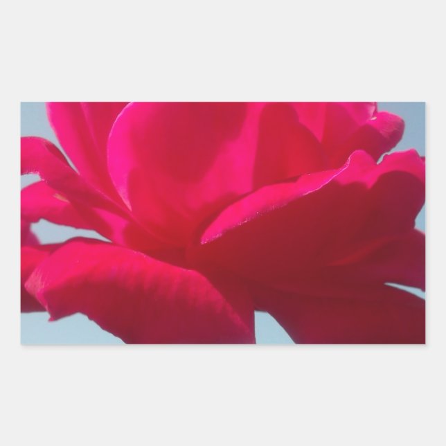 Beautiful Lovely Celestial Rose Red Against Blue  Sticker (Front)