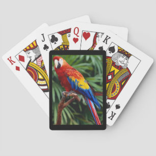 Beautiful Macaw Deck of Playing Cards