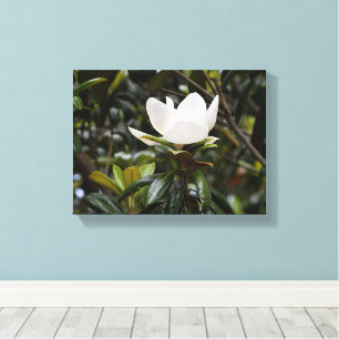 Beautiful Magnolia Flower Canvas Print
