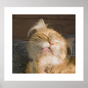 Beautiful Maine Coon Cat Preening Photograph Poster
