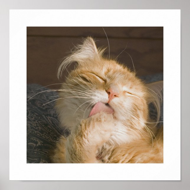 Beautiful Maine Coon Cat Preening Photograph Poster (Front)