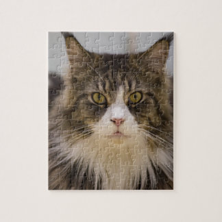 Beautiful maine coon jigsaw puzzle