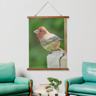 Beautiful Male House Finch Hanging Tapestry