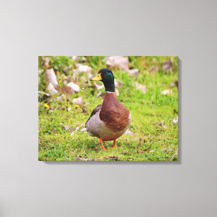 Beautiful Male Mallard Duck Canvas Print