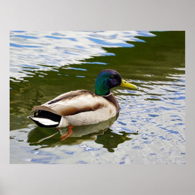 Beautiful Male Mallard Duck Postcard Poster (Front)