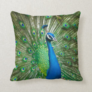 Beautiful Male Peacock Cushion