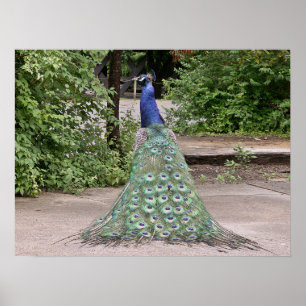Beautiful  male peacock poster