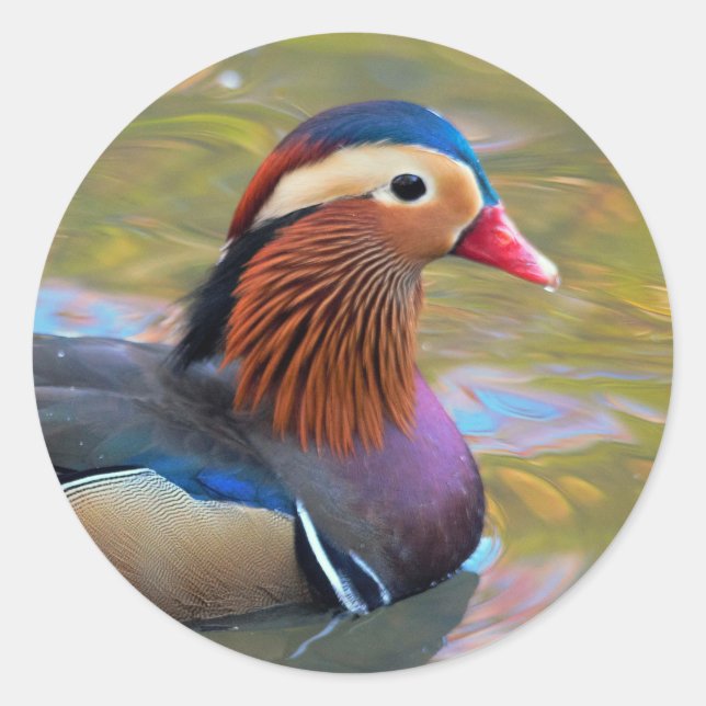 Beautiful Mandarin Duck in the Pond Classic Round Sticker (Front)