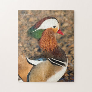 Beautiful Mandarin Duck on the Rocks Jigsaw Puzzle