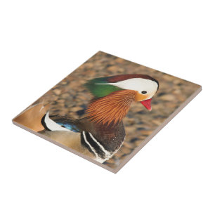 Beautiful Mandarin Duck on the Rocks Tile