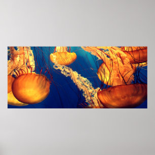 Beautiful Marine Life: Golden Jellyfish Poster