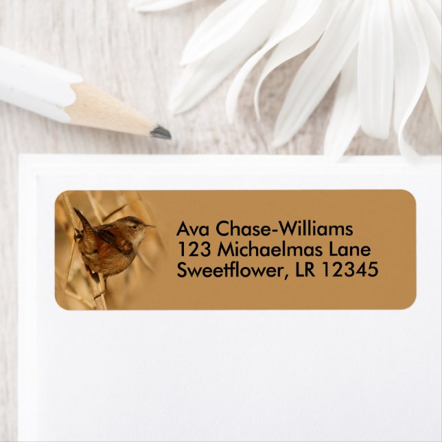 Beautiful Marsh Wren Songbird in Marsh Reeds (Insitu)