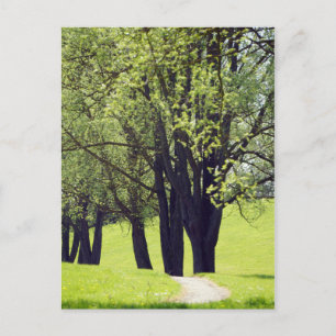 Beautiful Meadow Postcard