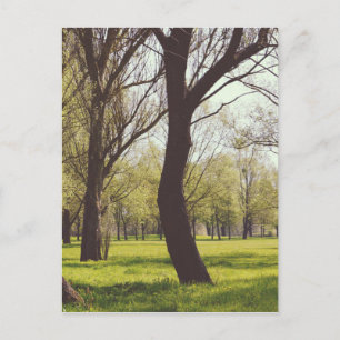 Beautiful Meadow Postcard