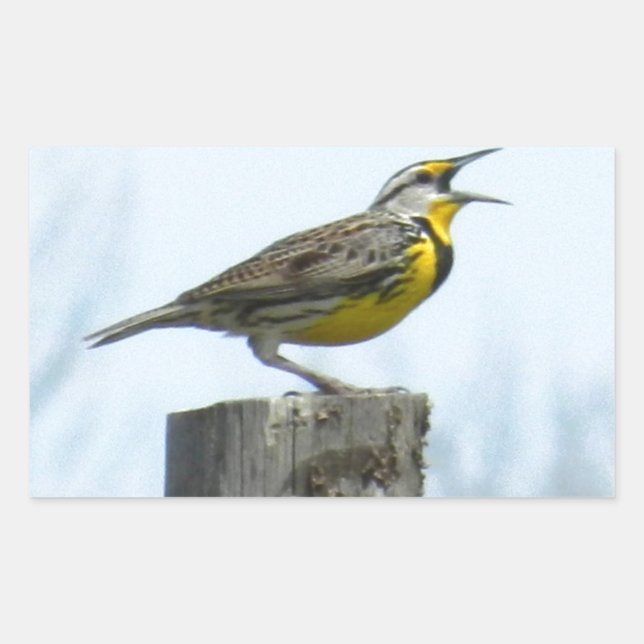 Beautiful meadowlark with yellow and grey markings sticker (Front)