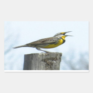 Beautiful meadowlark with yellow and grey markings sticker