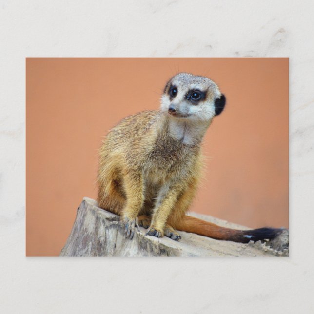 Beautiful meerkat postcard (Front)