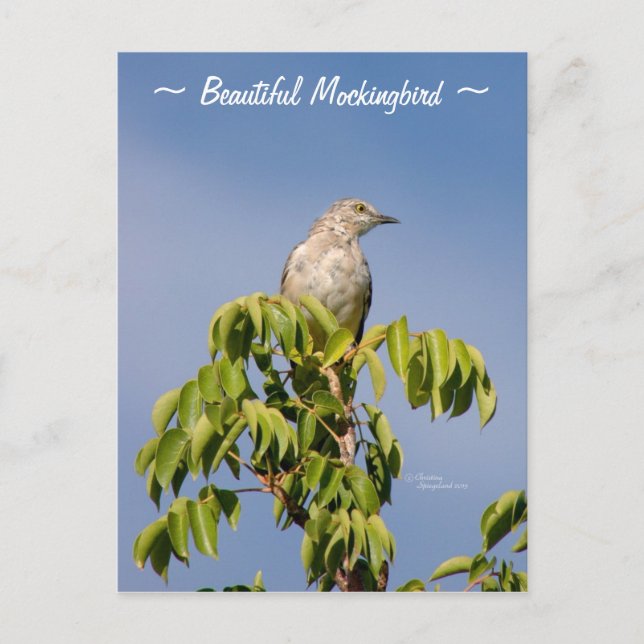 Beautiful Mockingbird bird Postcard (Front)