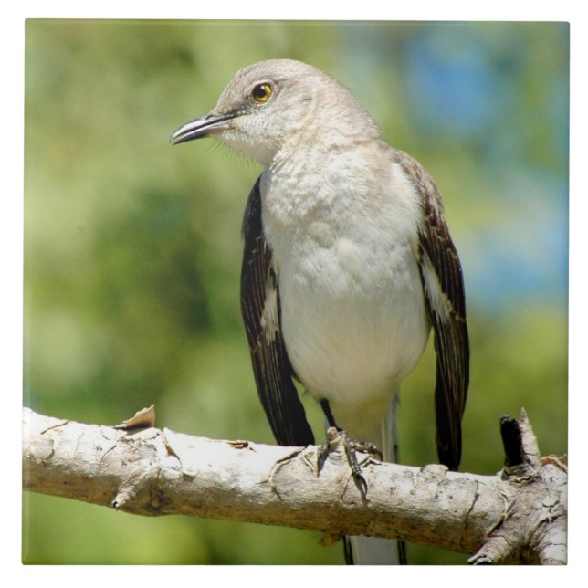 Beautiful Mockingbird bird Tile (Front)