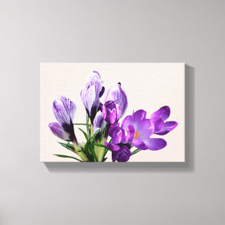 Beautiful moderm pretty purple crocus floral ca canvas print