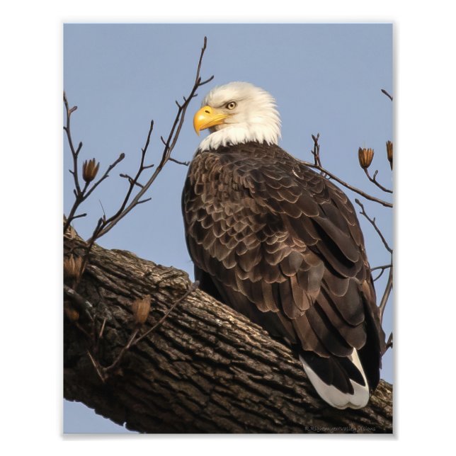 Beautiful Mom (Eagle) Photo Print (Front)