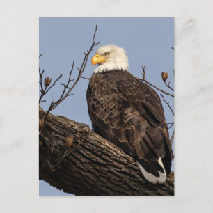 Beautiful Mom (Eagle)  Postcard